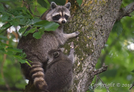 Wildlife